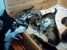 Pups 18.jpg